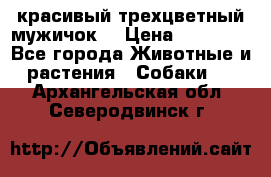 красивый трехцветный мужичок  › Цена ­ 10 000 - Все города Животные и растения » Собаки   . Архангельская обл.,Северодвинск г.